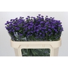 Aster Baby Parade