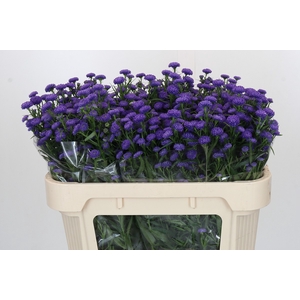 Aster Baby Parade