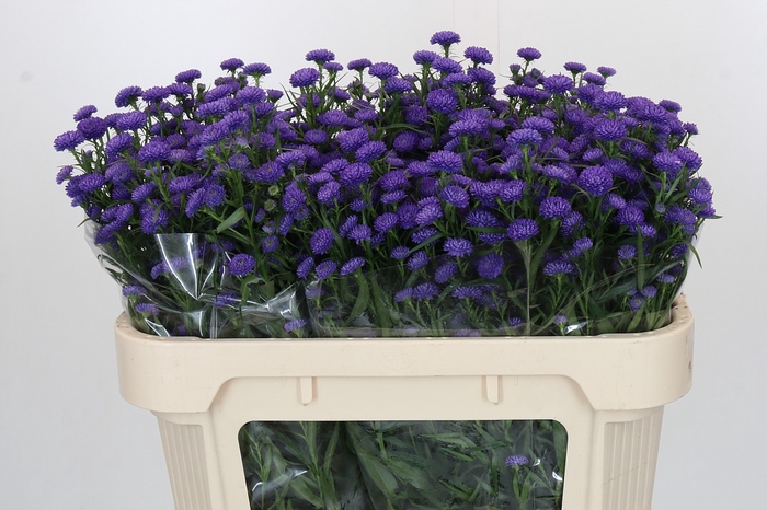 Aster Baby Parade