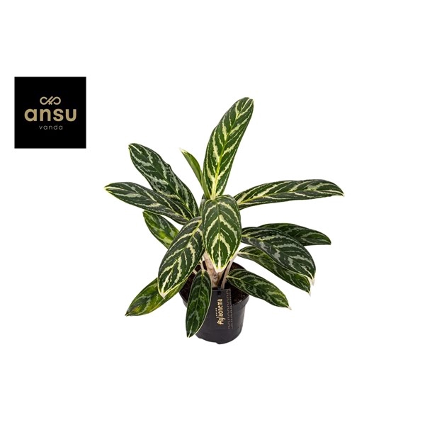 <h4>Aglaonema Ivy Green</h4>