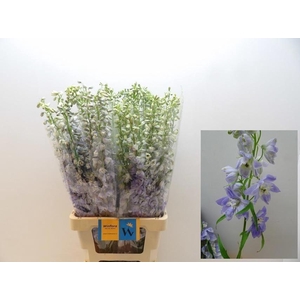 DELPH EL MAGIC FOUNTAINS LAVENDER