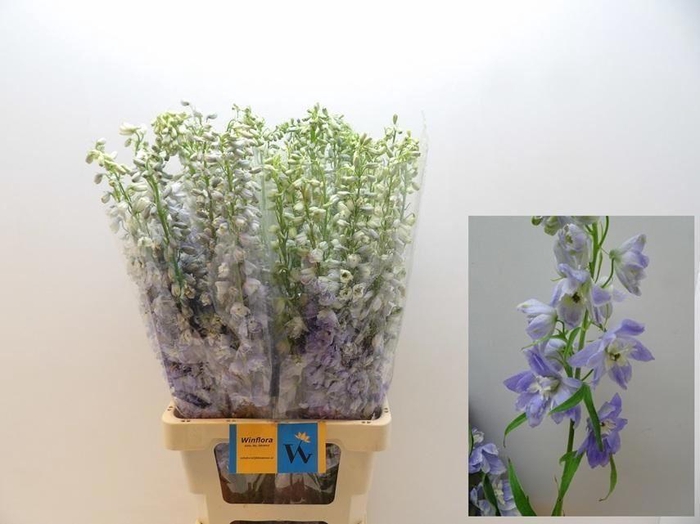 <h4>DELPH EL MAGIC FOUNTAINS LAVENDER</h4>