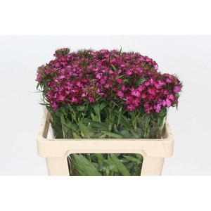Dianthus Br Amazon Neon Cherry