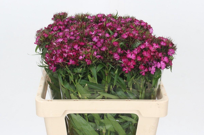 <h4>Dianthus Br Amazon Neon Cherry</h4>