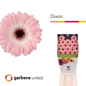 Germini Dixon Diamond