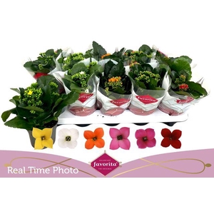 KALANCHOE MIX FAVORITA