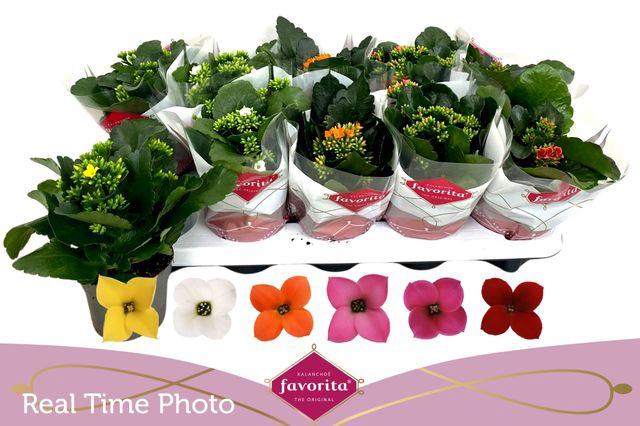 <h4>KALANCHOE MIX FAVORITA</h4>
