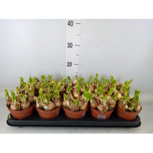 Narcissus  'Tete a tete'