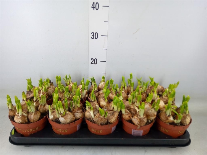 <h4>Narcissus  'Tete a tete'</h4>