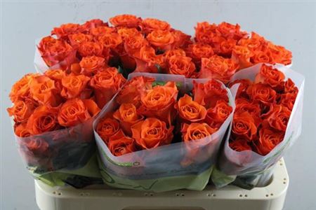 <h4>R Gr Orange Wave</h4>