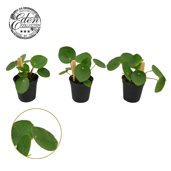 <h4>Pilea Peperomioides 5,5cm</h4>