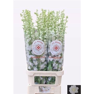 Delph Du Aurora White