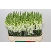 Antirrhinum Potomac Ivory White