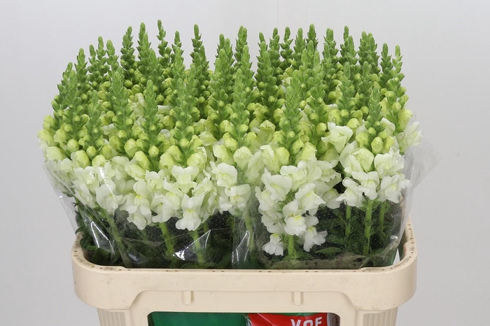 <h4>Antirrhinum Potomac Ivory White</h4>