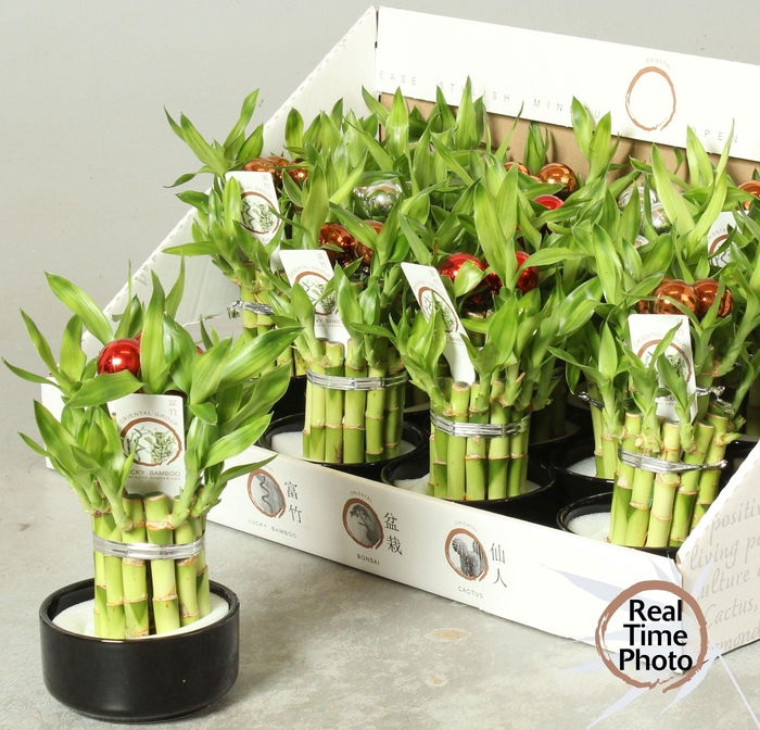 <h4>DRA LUCKY BAMBOO</h4>