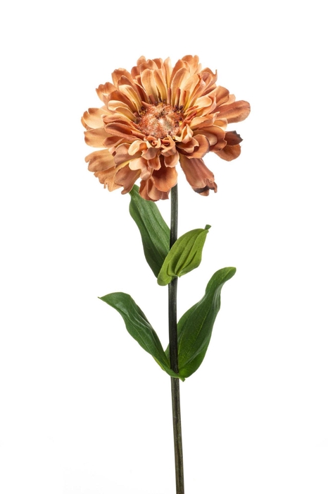 <h4>Zinnia spray peach 55cm</h4>