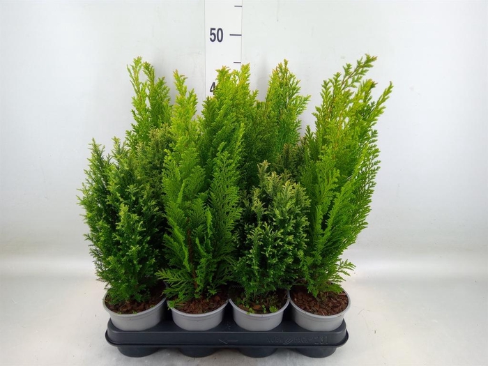 <h4>Conifers   ...mix</h4>