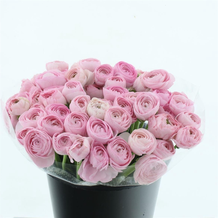 <h4>Ran Su Sr Hanoi Pink I</h4>