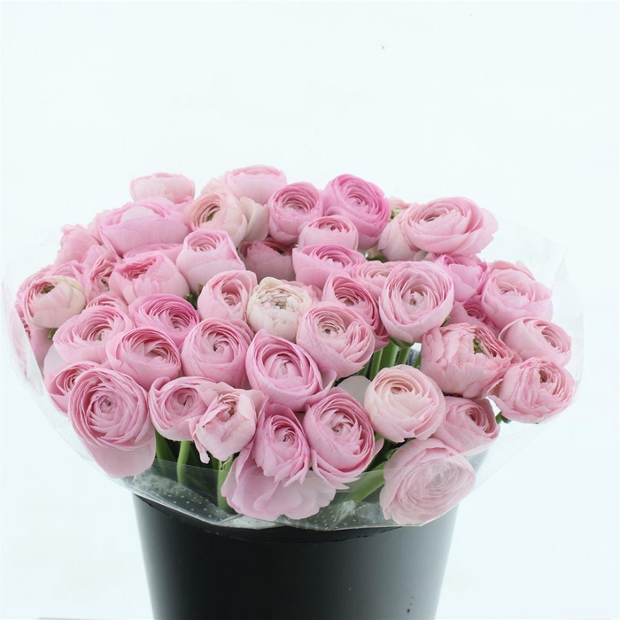 <h4>Ran Su Sr Hanoi Pink Extra</h4>