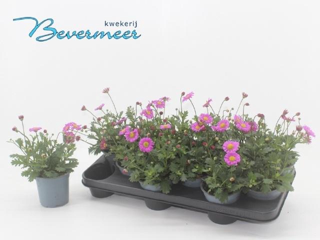 <h4>BRACH FRESCO CANDY</h4>