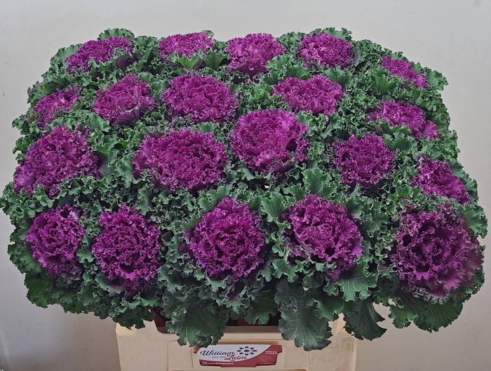 <h4>BRASS CRANE RU RED</h4>