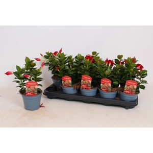 MANDE RIO DEEP RED