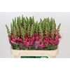 Antirrhinum Avignon Rose