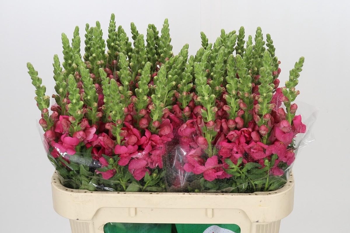 <h4>Antirrhinum Avignon Rose</h4>