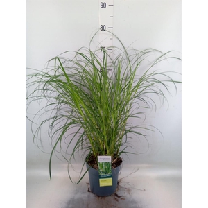 Miscanthus sin. 'Strictus'