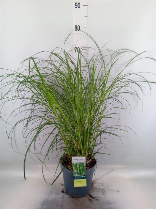 <h4>Miscanthus sin. 'Strictus'</h4>