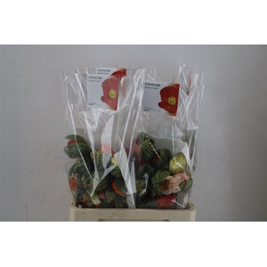 Papaver Mixed Extra P Stem