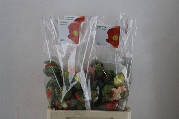 <h4>Papaver Mixed Extra P Stem</h4>