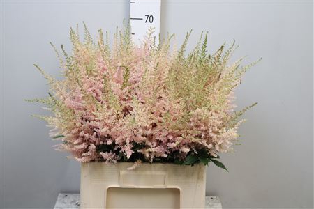 <h4>Astilbe japonica 'Avalanche'</h4>