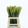 Leucadendron Procerum