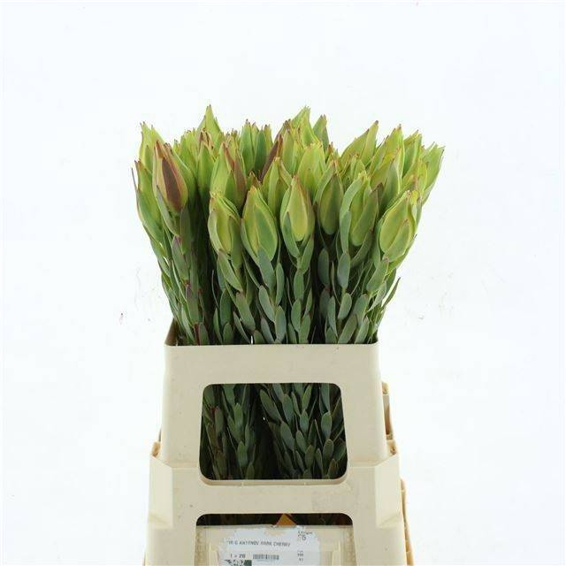 <h4>Leucadendron Procerum</h4>