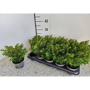 CUPH HYSSOPIFOLIA