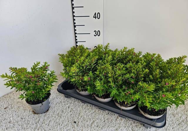 <h4>CUPH HYSSOPIFOLIA</h4>