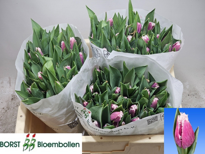 <h4>TU FR SAN STEFANO</h4>