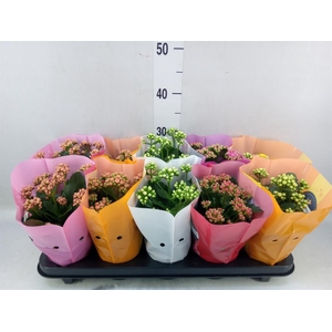 Kalanchoe blos. 'Perfecta'  ..mix 5