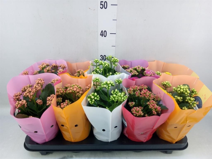 <h4>Kalanchoe blos. 'Perfecta'  ..mix 5</h4>