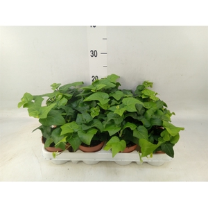 Hedera helix 'Mein Herz'