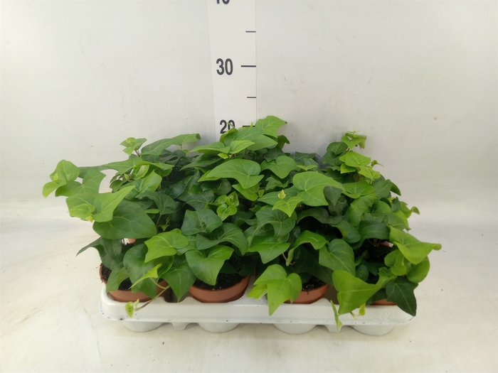 <h4>Hedera helix 'Mein Herz'</h4>