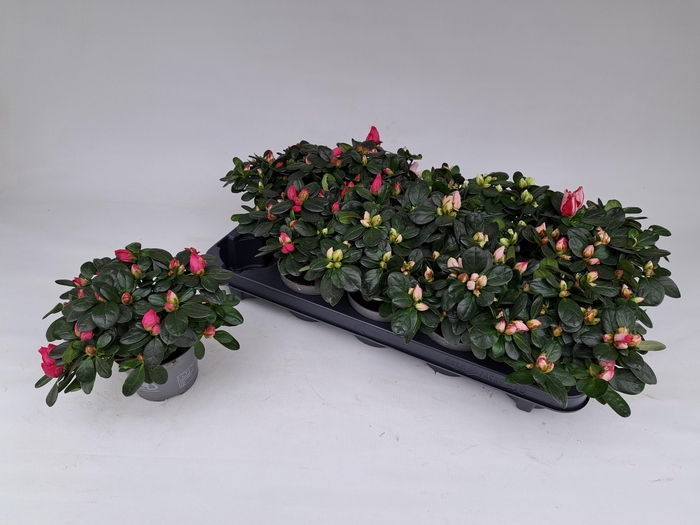 <h4>RHODO SI GEM 5 SRT</h4>