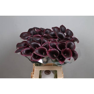 Calla Cantor Kallaland