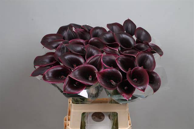 <h4>Calla Cantor Kallaland</h4>