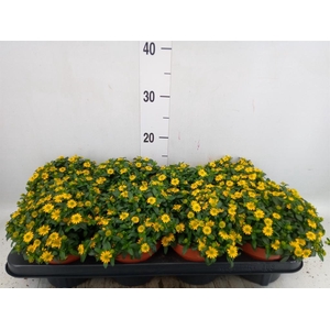 Sanvitalia  'Yellow Beauty'