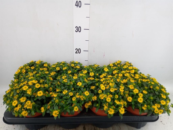 <h4>Sanvitalia  'Yellow Beauty'</h4>