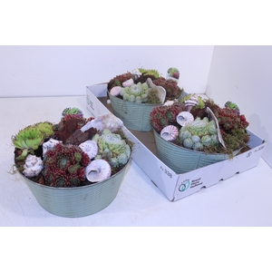 ARR SEMPERVIVUM
