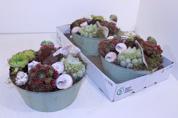 <h4>ARR SEMPERVIVUM</h4>