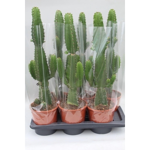 Euphorbia acrurensis